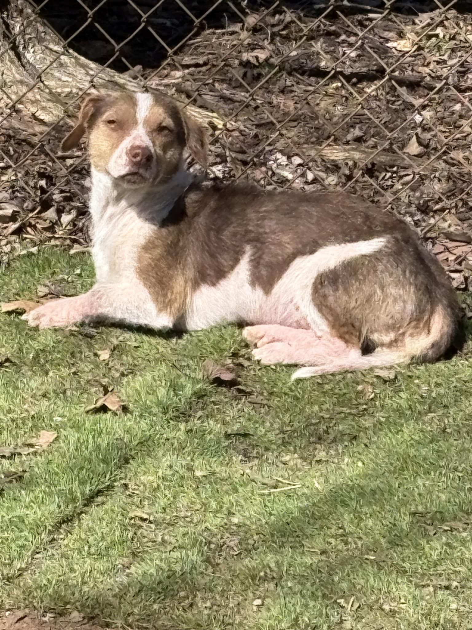 Enlarge Scarlett, a Adopted mixed breed in Cleveland, TN image 1/4