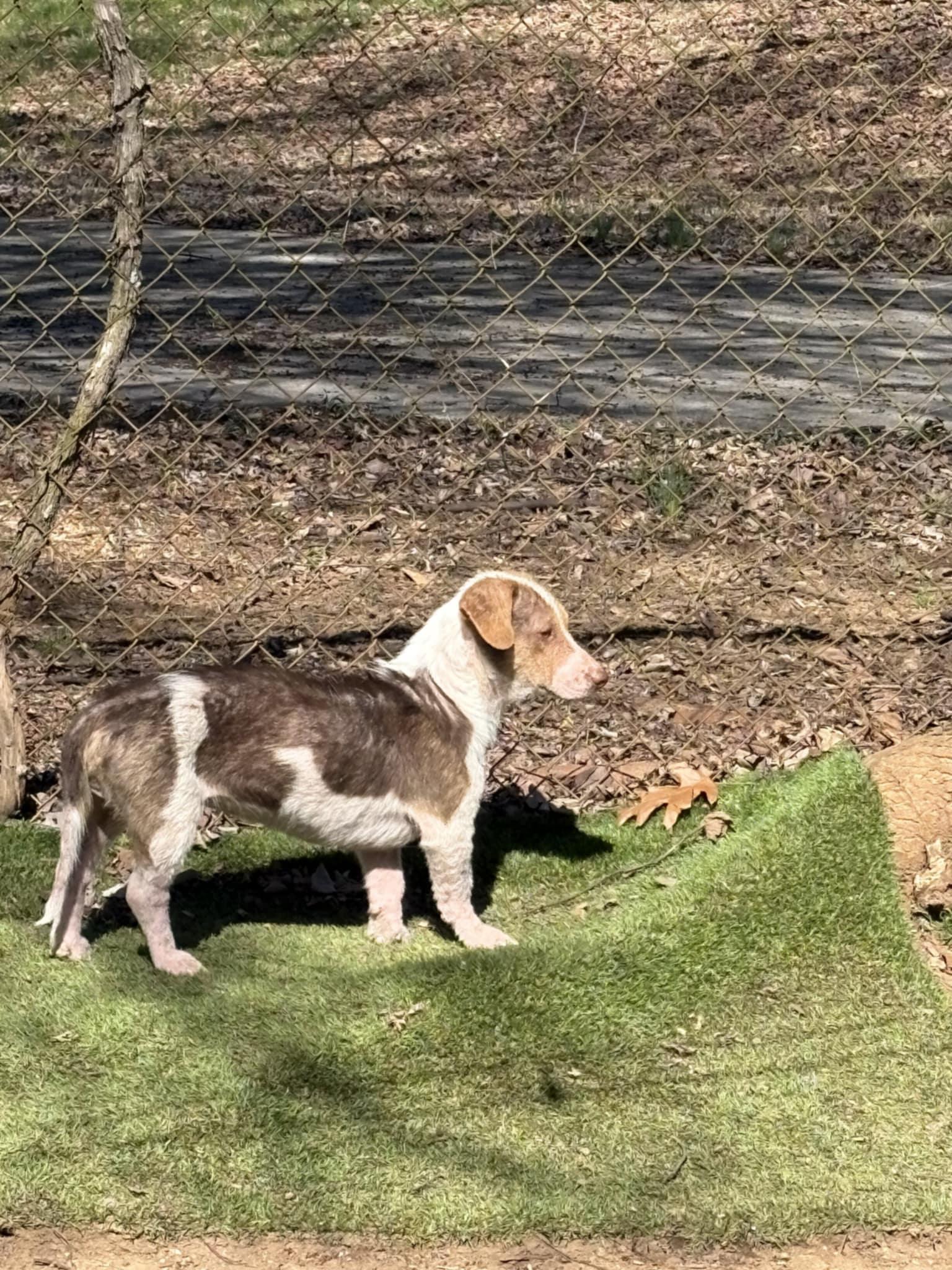 Enlarge Scarlett, a Adopted mixed breed in Cleveland, TN image 2/4