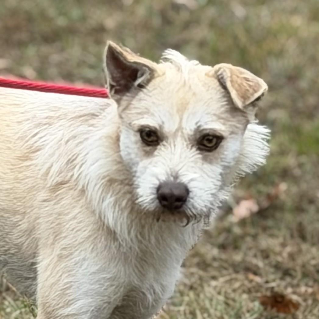 Ella, Adoptable, Adult Female Cairn Terrier.