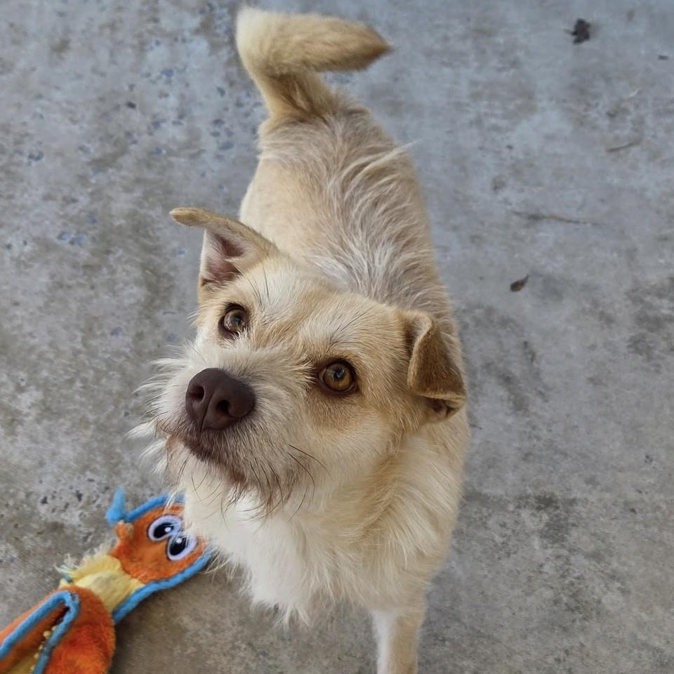 Enlarge Ella, a Adoptable Cairn Terrier in Locust Fork, AL image 2/3