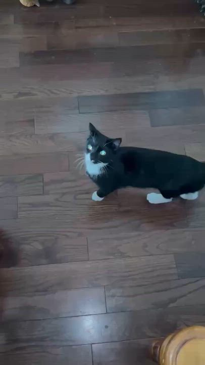 Enlarge D’Angelo, an adopted American Shorthair in East Orange, NJ video 3/4
