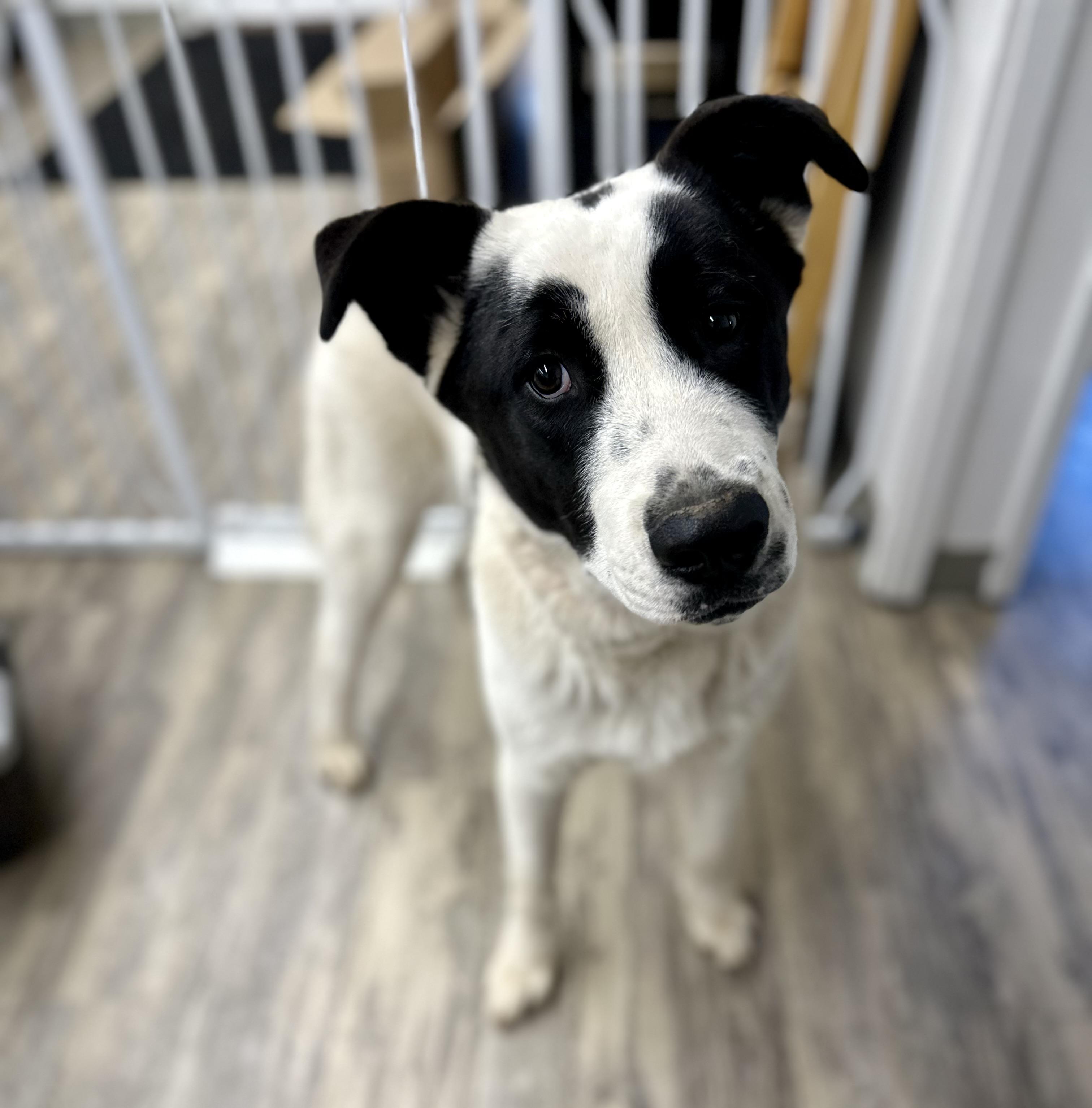 Hank 0225 — thumbnail 2