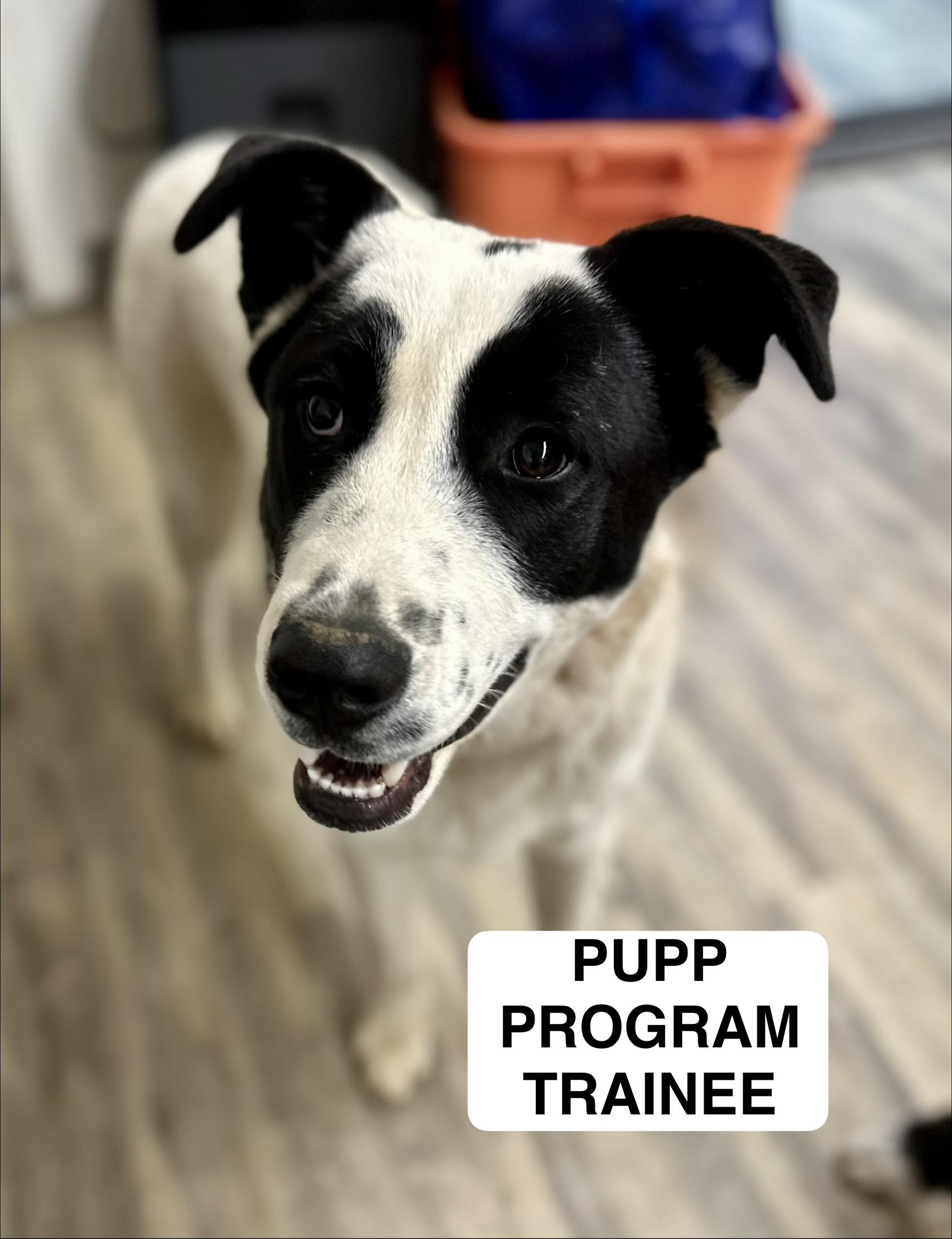 Hank 0225 — thumbnail 4