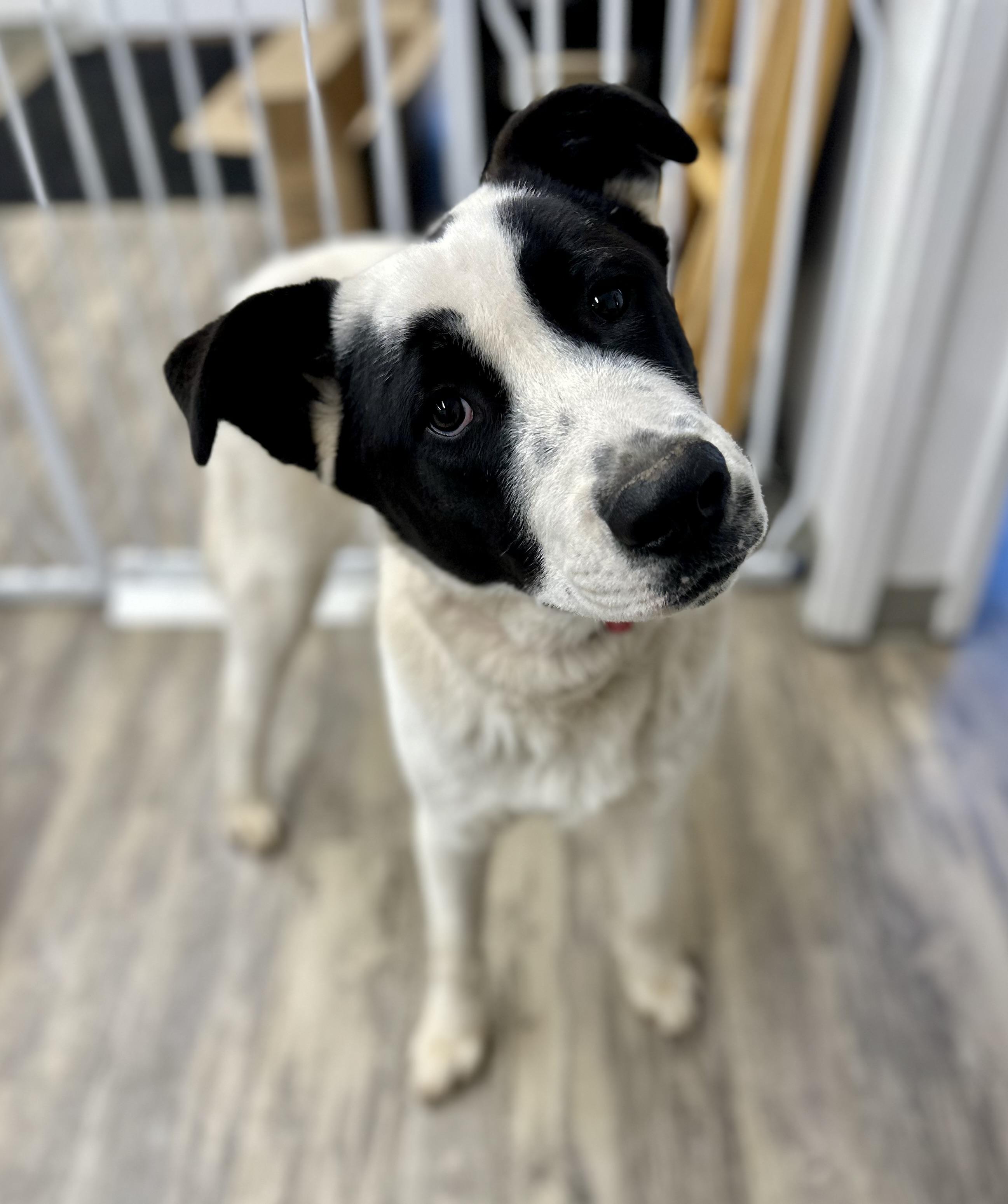 Hank 0225 — thumbnail 6