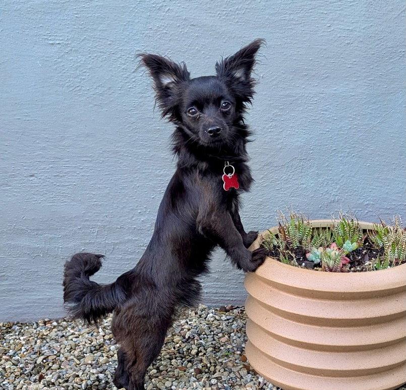 Imp, Adopted, Puppy Male Papillon.
