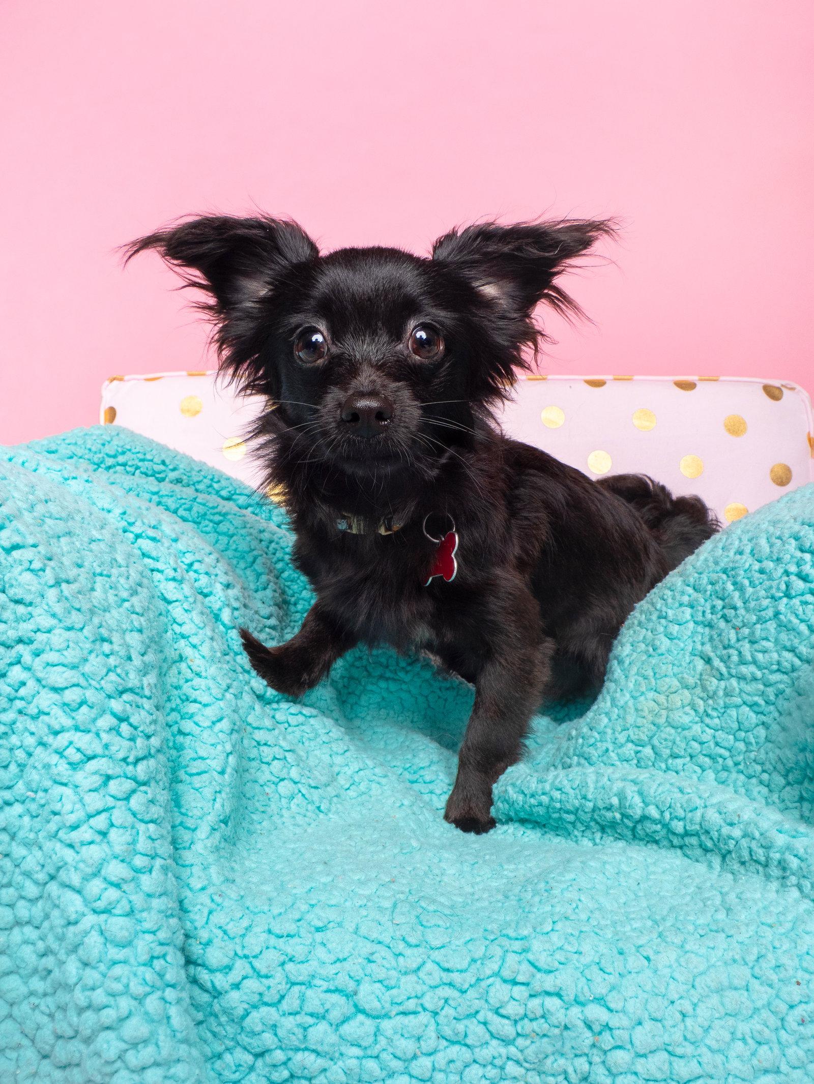Enlarge Imp, a Adopted Papillon in Palo Alto, CA image 2/3