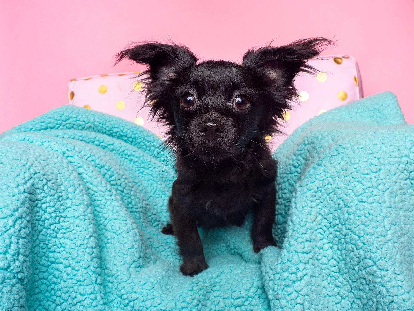 Enlarge Imp, a Adopted Papillon in Palo Alto, CA image 3/3