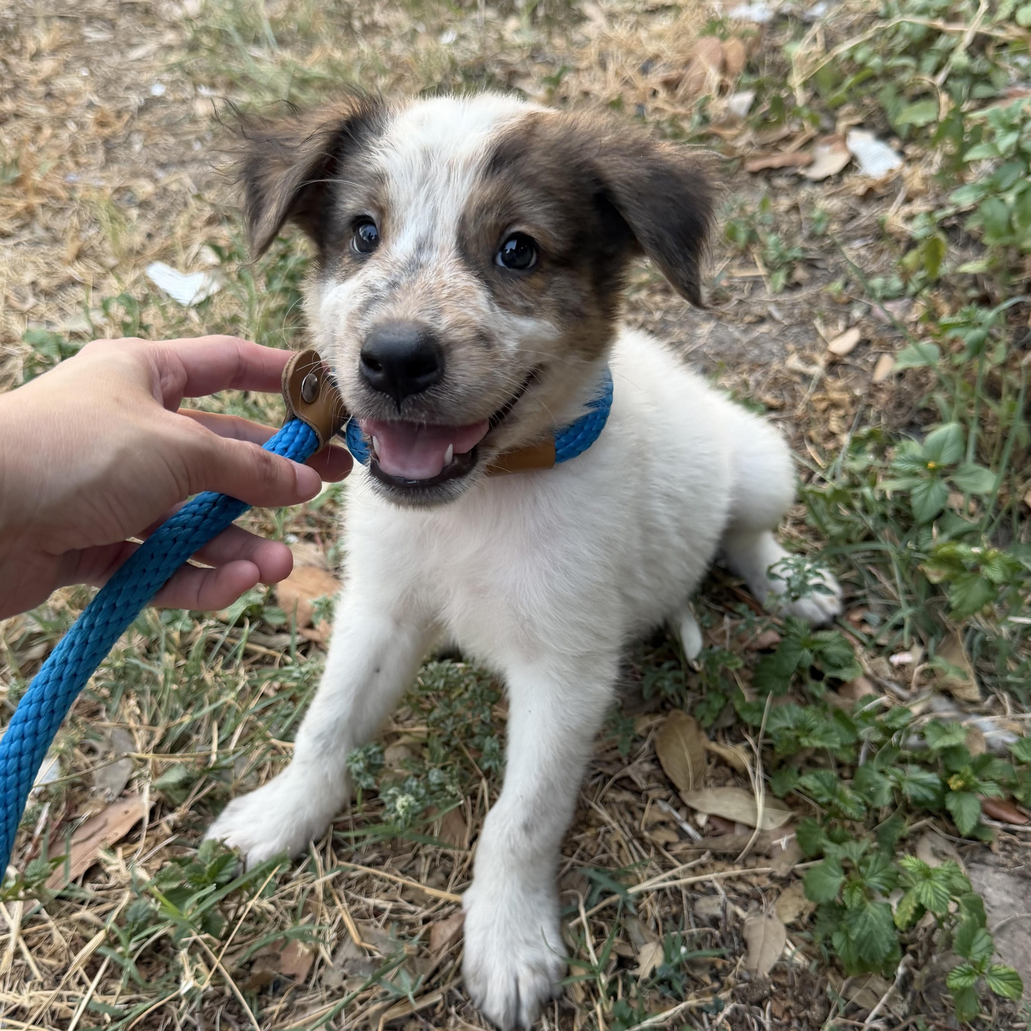 Enlarge Hunter, a Adopted mixed breed in Eau Claire, WI image 1/6