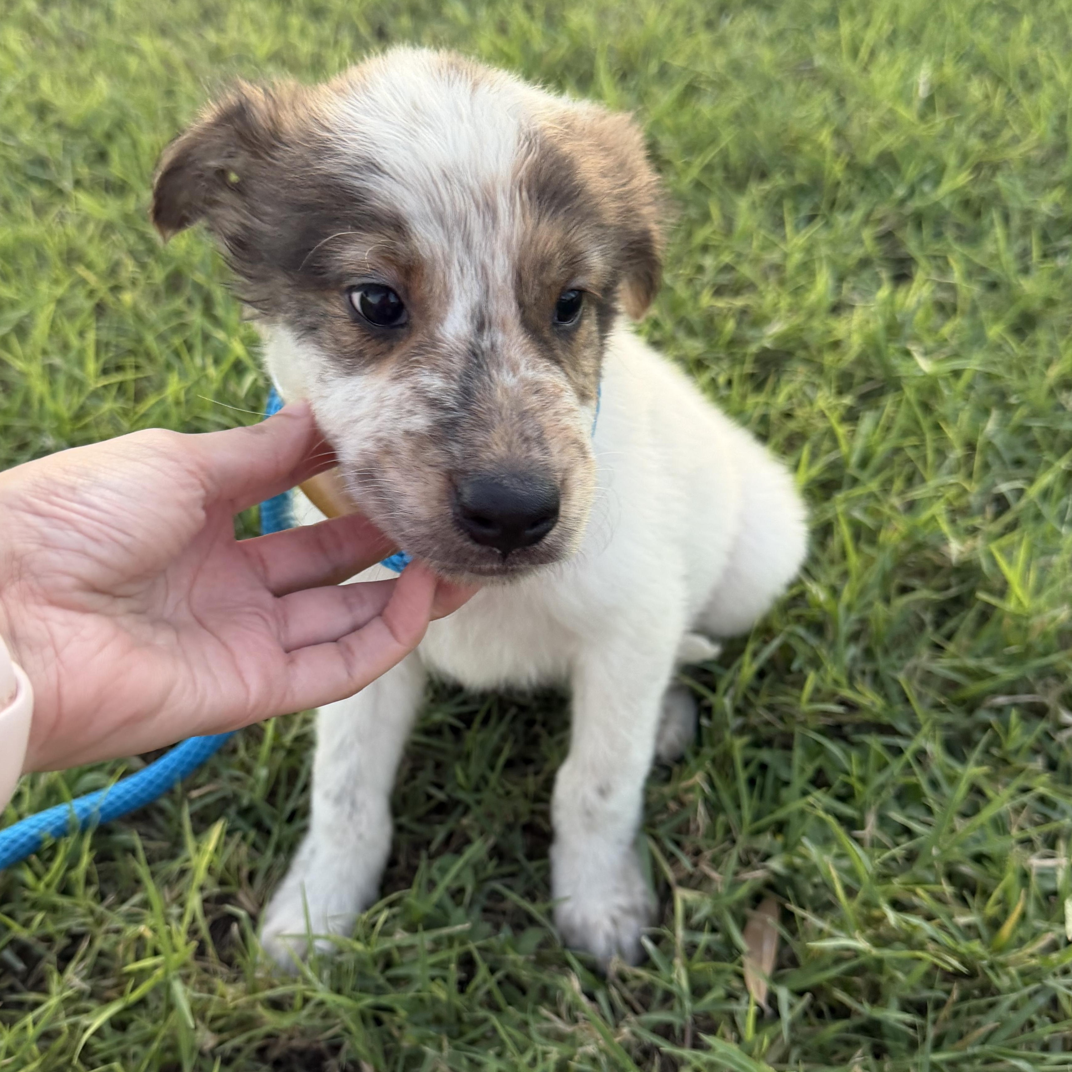 Enlarge Hunter, a Adopted mixed breed in Eau Claire, WI image 4/6