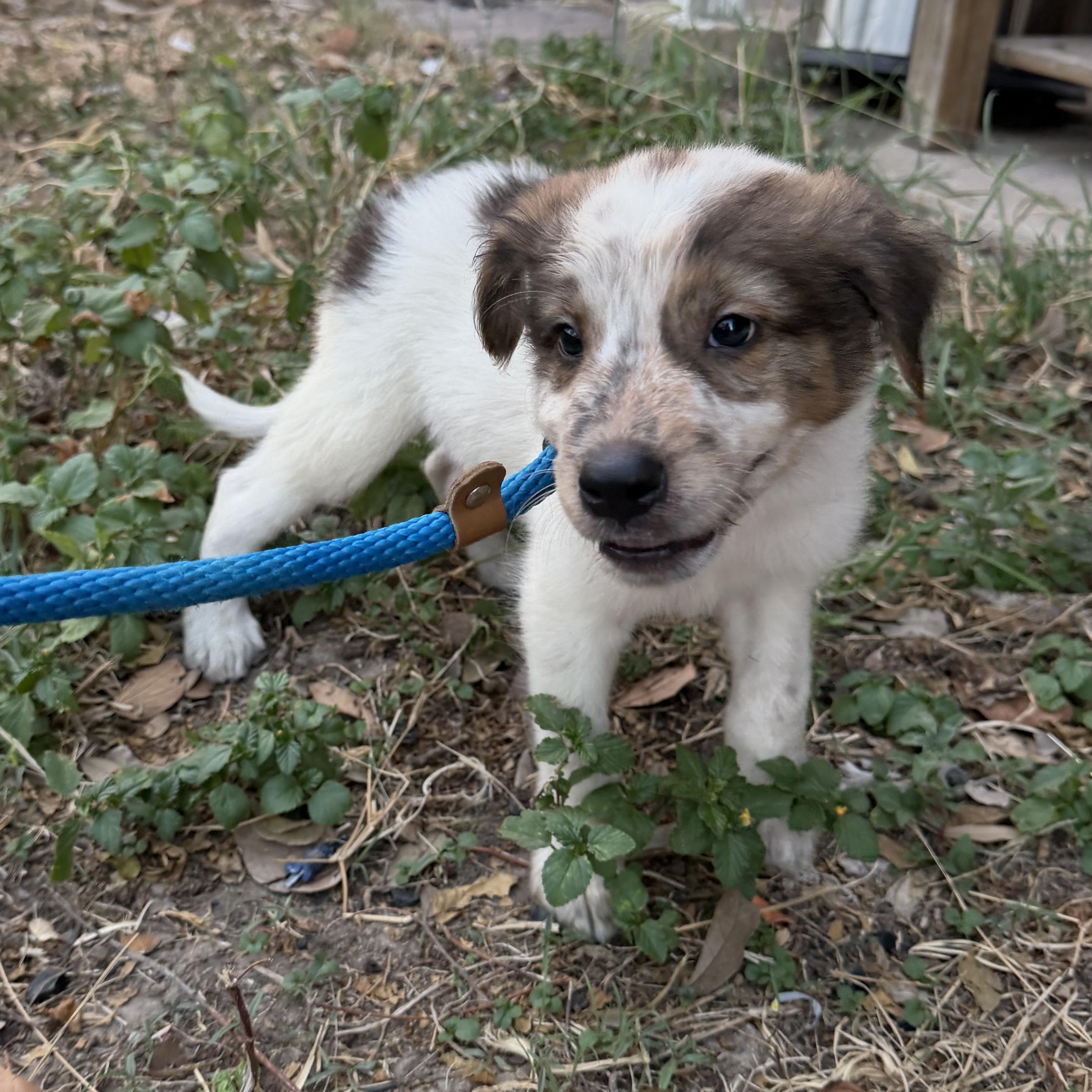 Enlarge Hunter, a Adopted mixed breed in Eau Claire, WI image 5/6