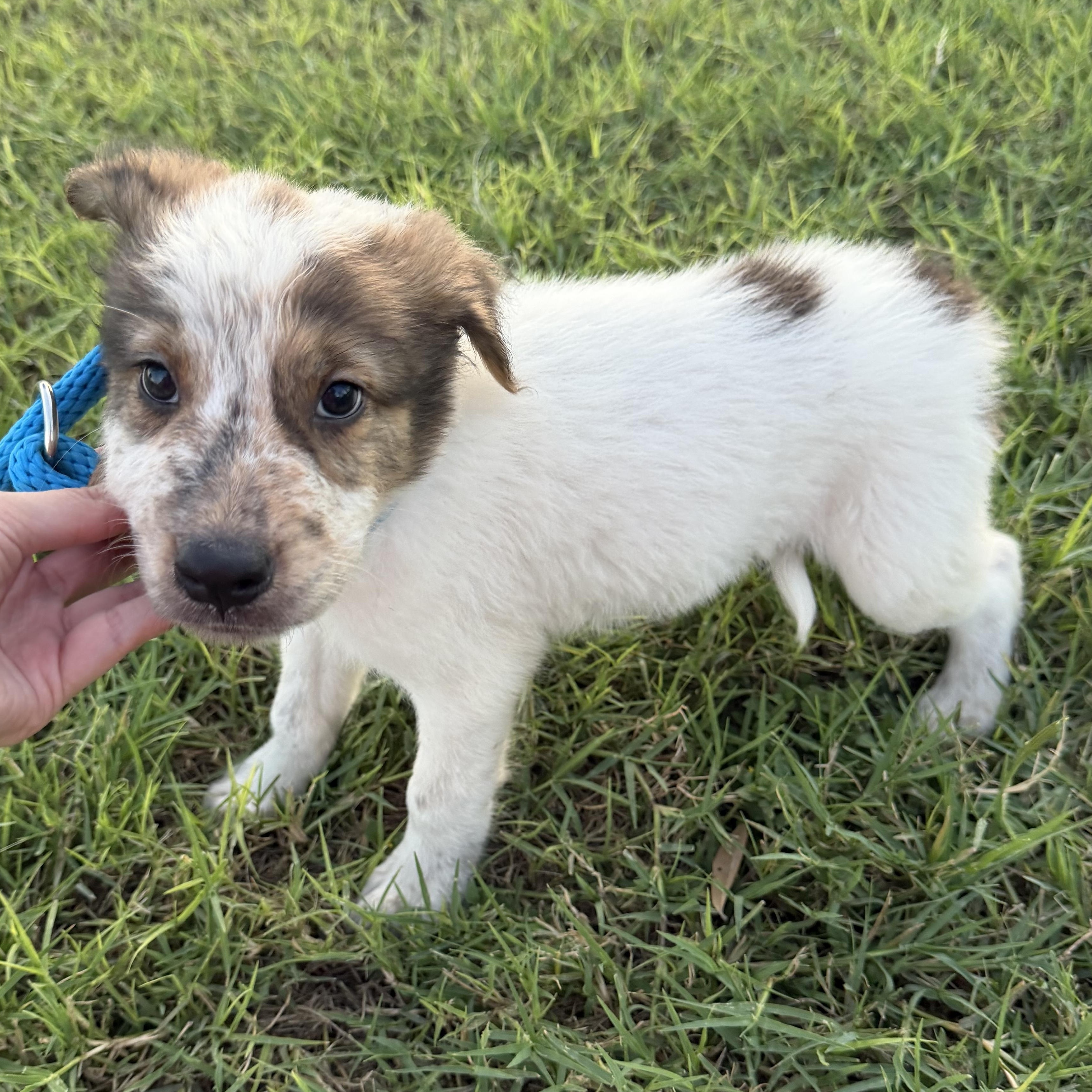 Enlarge Hunter, a Adopted mixed breed in Eau Claire, WI image 2/6