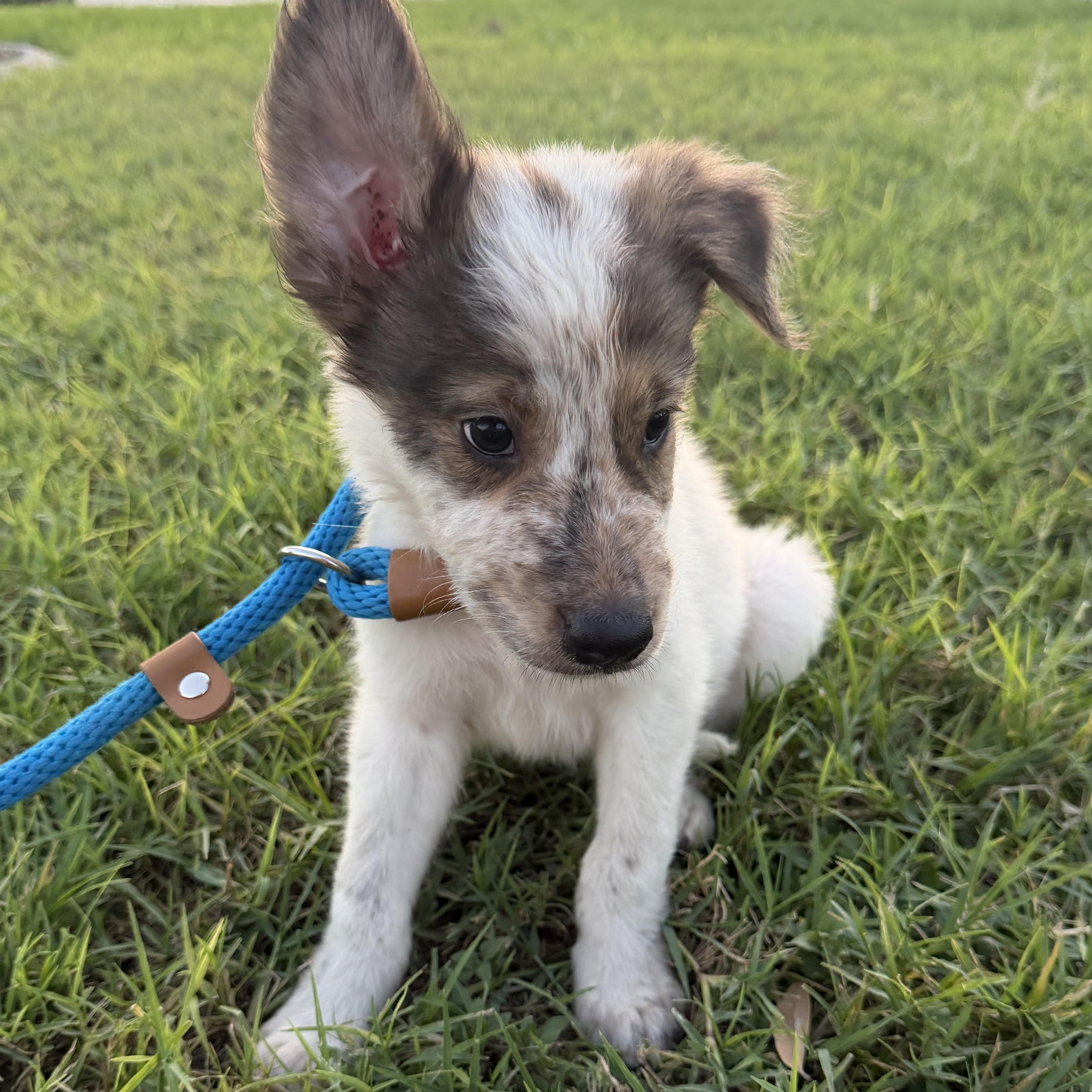 Enlarge Hunter, a Adopted mixed breed in Eau Claire, WI image 3/6