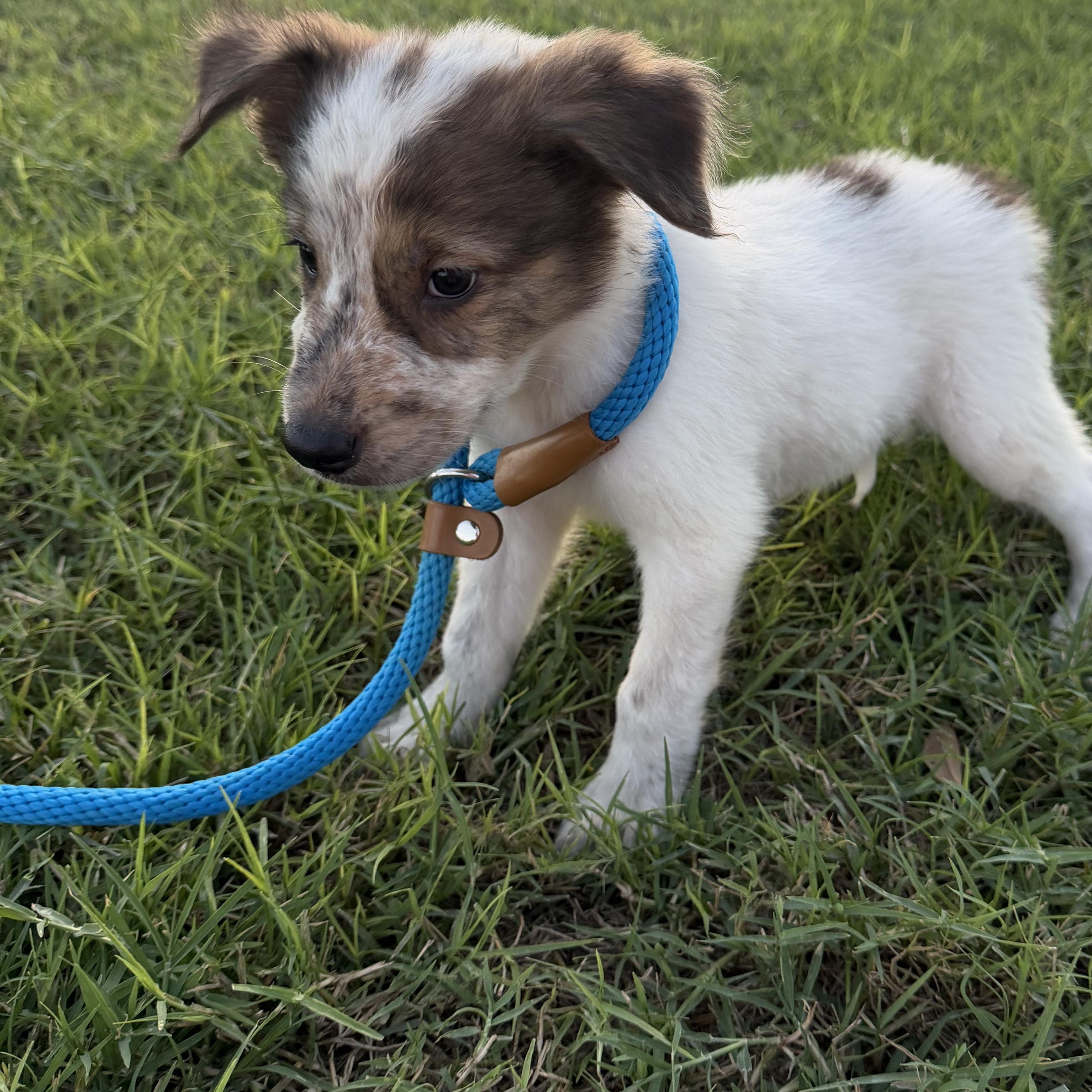 Enlarge Hunter, a Adopted mixed breed in Eau Claire, WI image 6/6