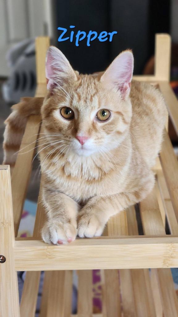 Enlarge Zipper, a Adoptable mixed breed in Libertyville, IL image 1/6