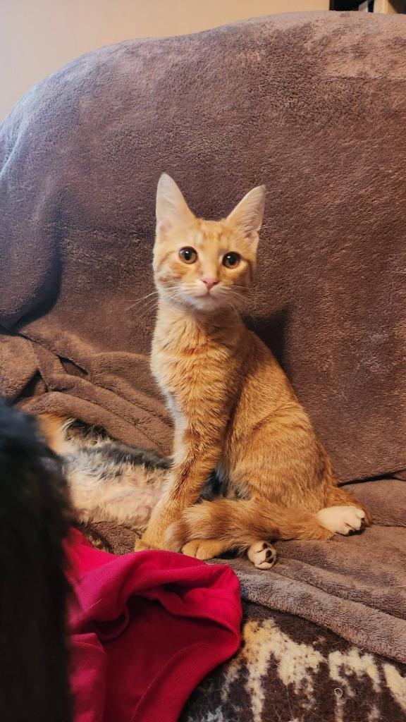 Enlarge Zipper, a Adoptable mixed breed in Libertyville, IL image 2/6