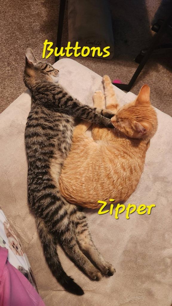 Enlarge Zipper, a Adoptable mixed breed in Libertyville, IL image 5/6