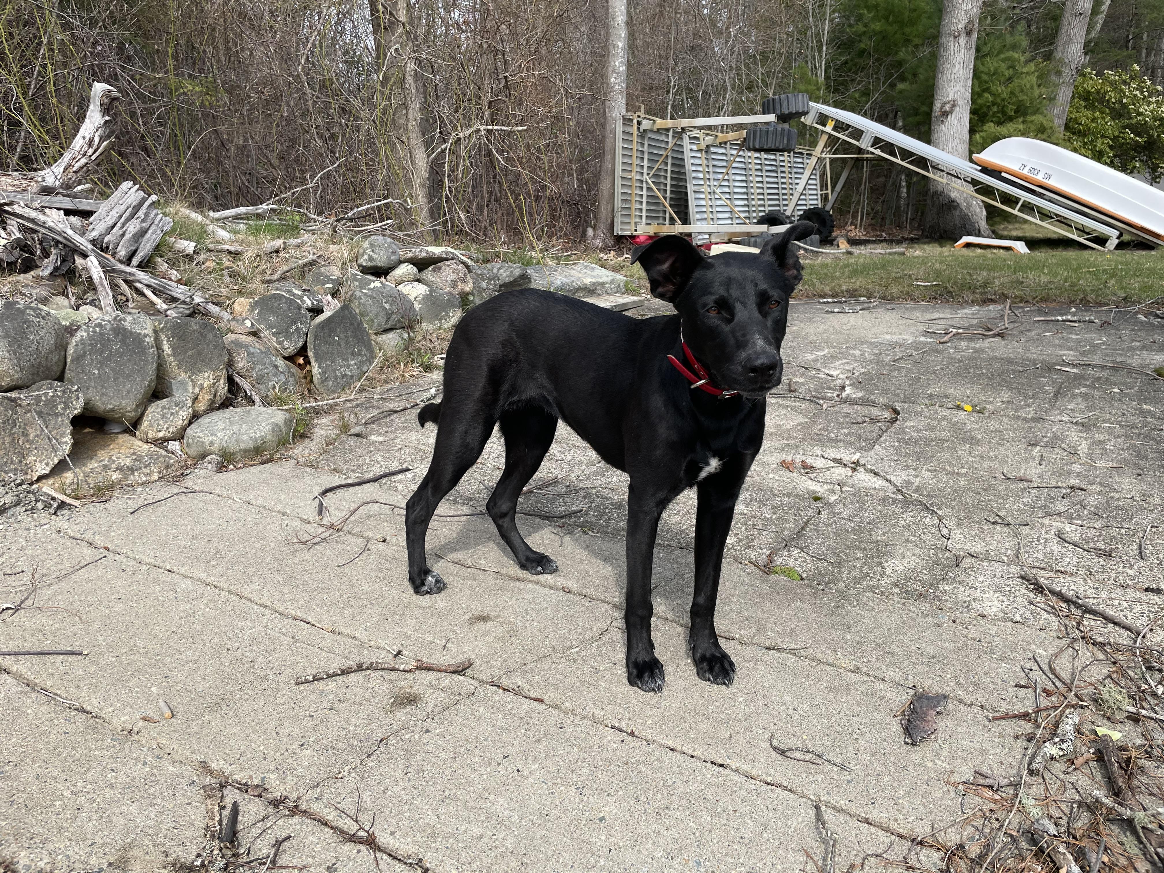 Enlarge Hannah - In the New England Area, a Adoptable mixed breed in Johnston , RI image 2/6