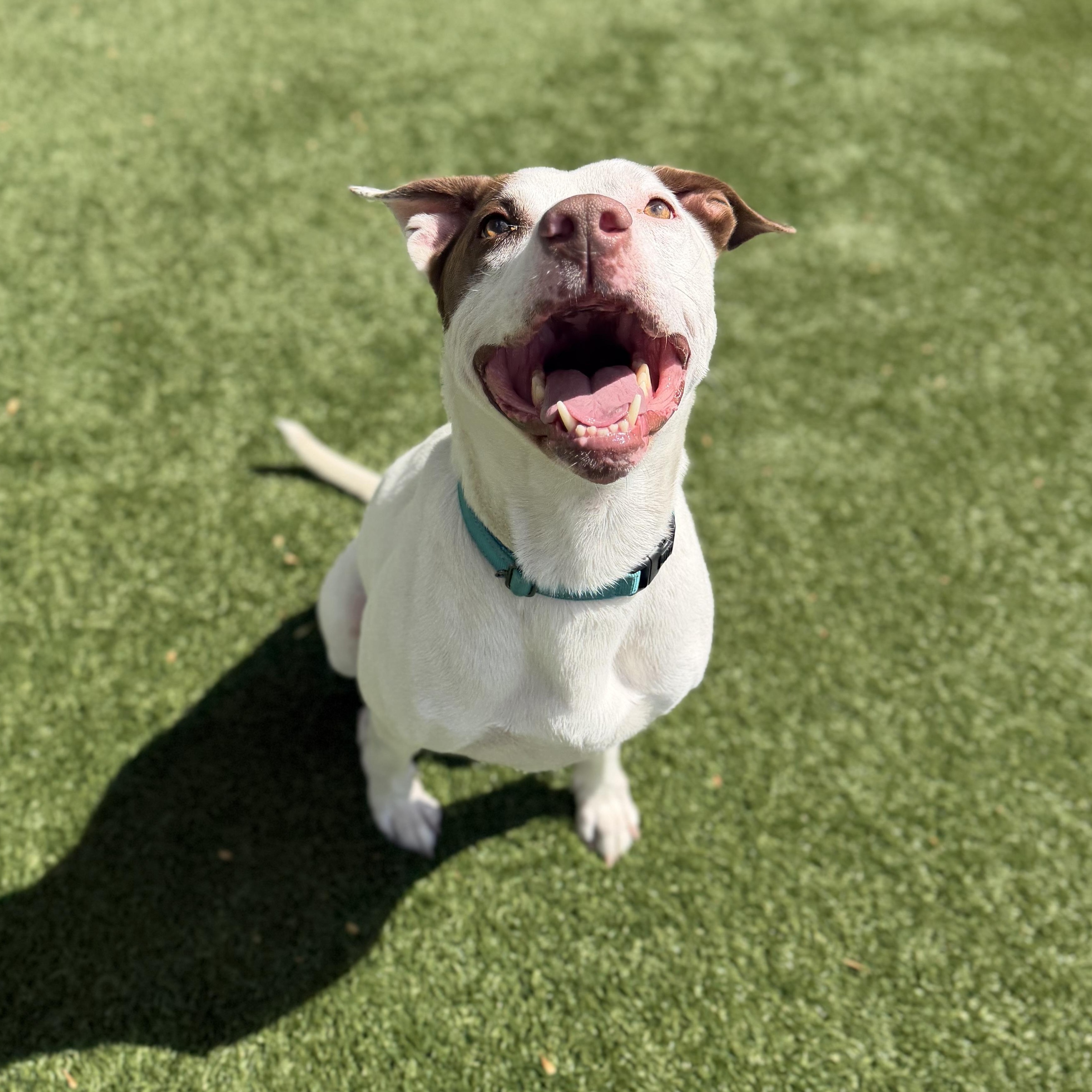 ROOTIE, a Adoptable mixed breed in Cranston, RI image 2/2