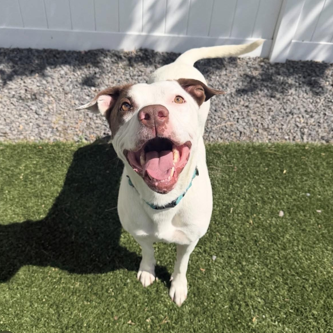 ROOTIE, a Adoptable mixed breed in Cranston, RI image 1/2