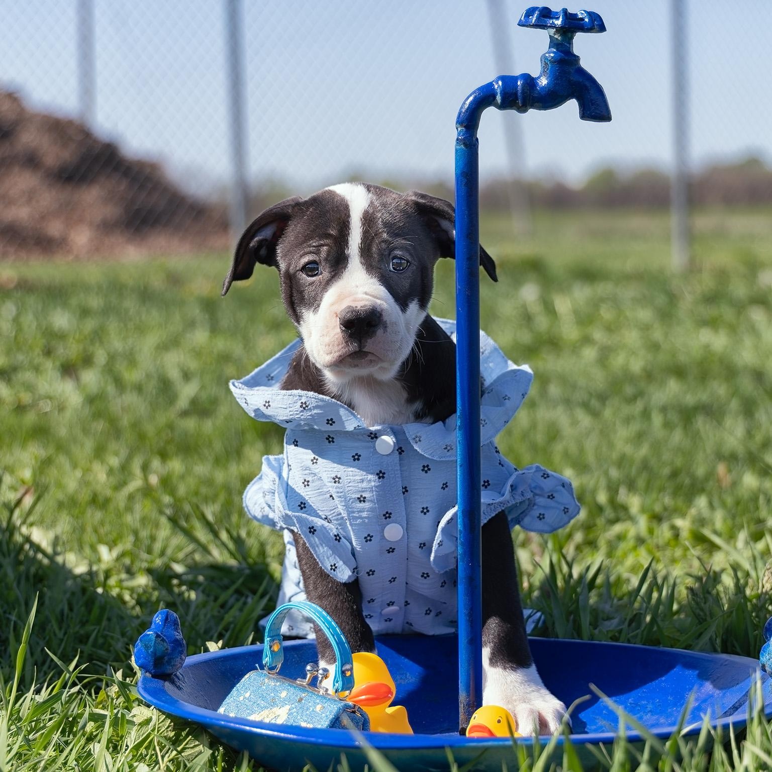 Enlarge Puppy-2, a ADOPTABLE mixed breed in Clarinda, IA image 2/4