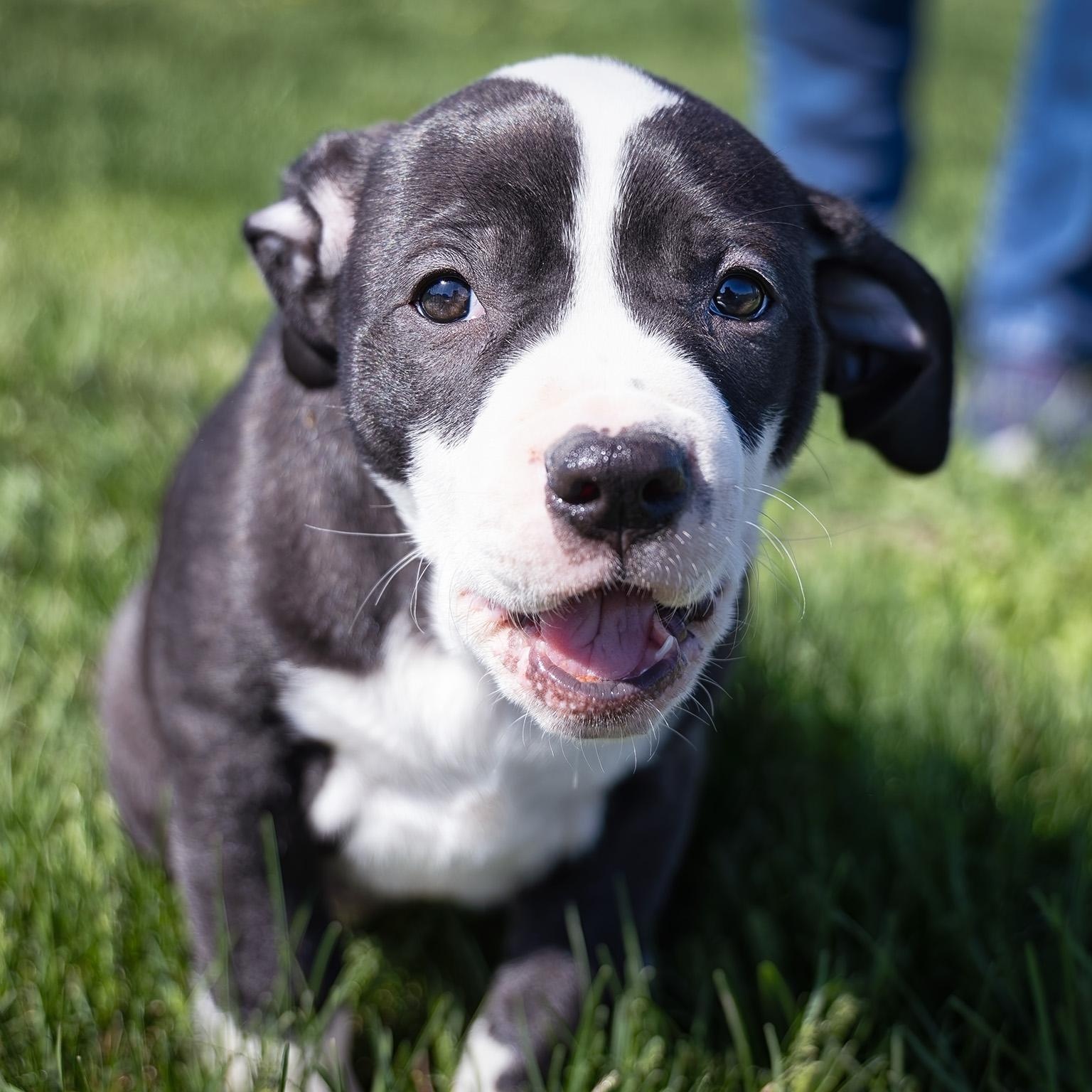 Puppy-2, ADOPTABLE, Puppy Female American Staffordshire Terrier.