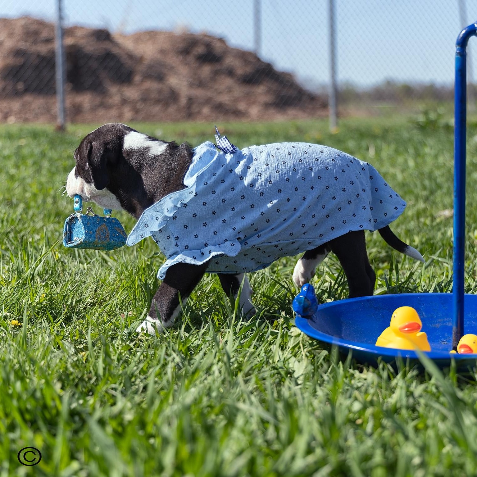 Enlarge Puppy-2, a ADOPTABLE mixed breed in Clarinda, IA image 3/4