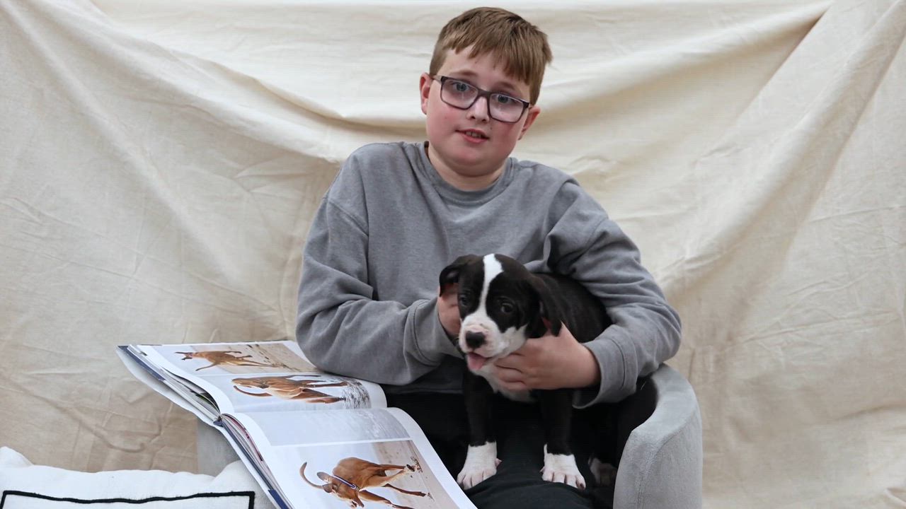 Enlarge Puppy-2, a ADOPTABLE mixed breed in Clarinda, IA video 4/4