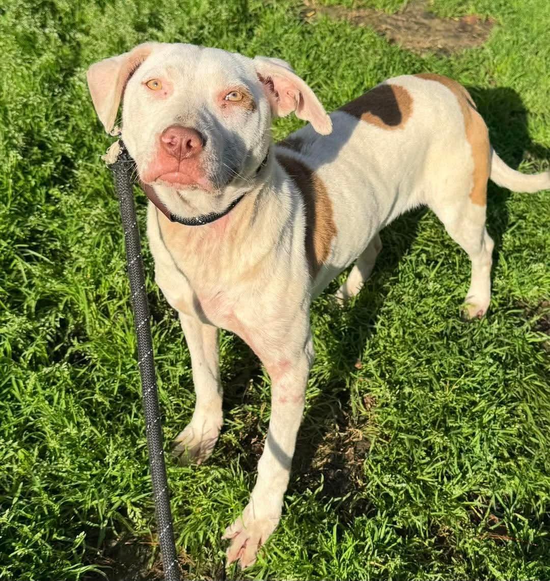 Haven, ADOPTABLE, Adult Male Mixed Breed.