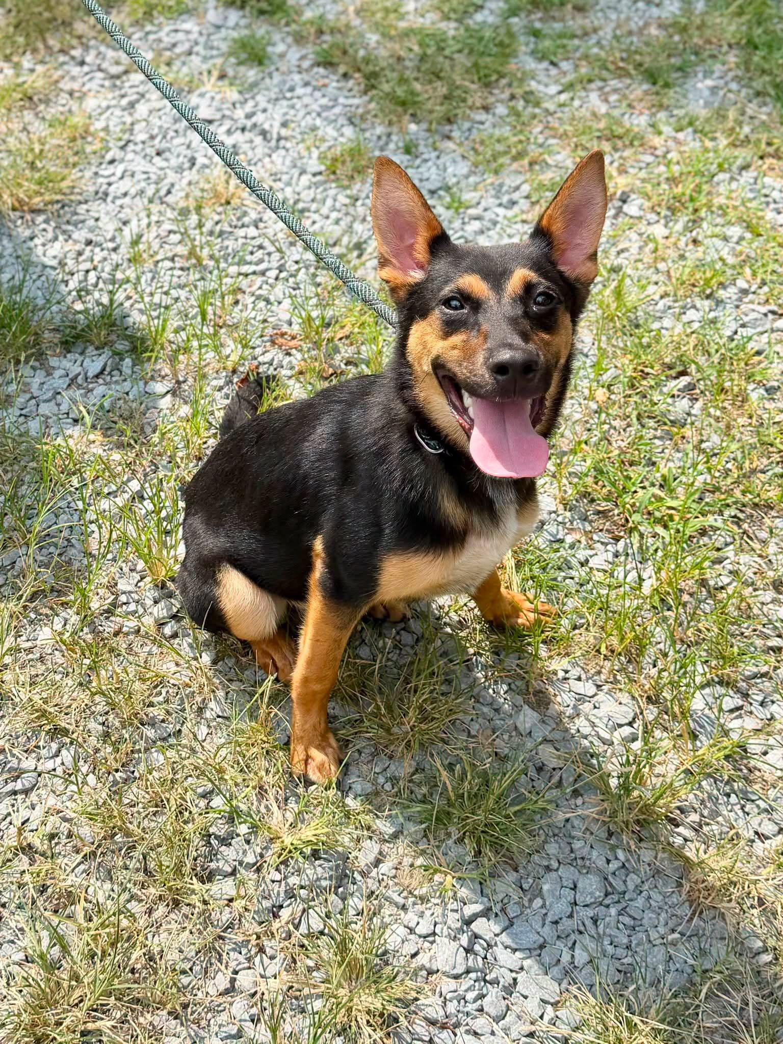 Maggie, a ADOPTABLE mixed breed in Elizabethtown, NC image 2/3