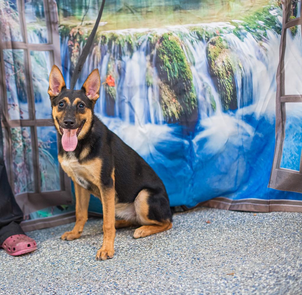 Maggie, a ADOPTABLE mixed breed in Elizabethtown, NC image 1/3