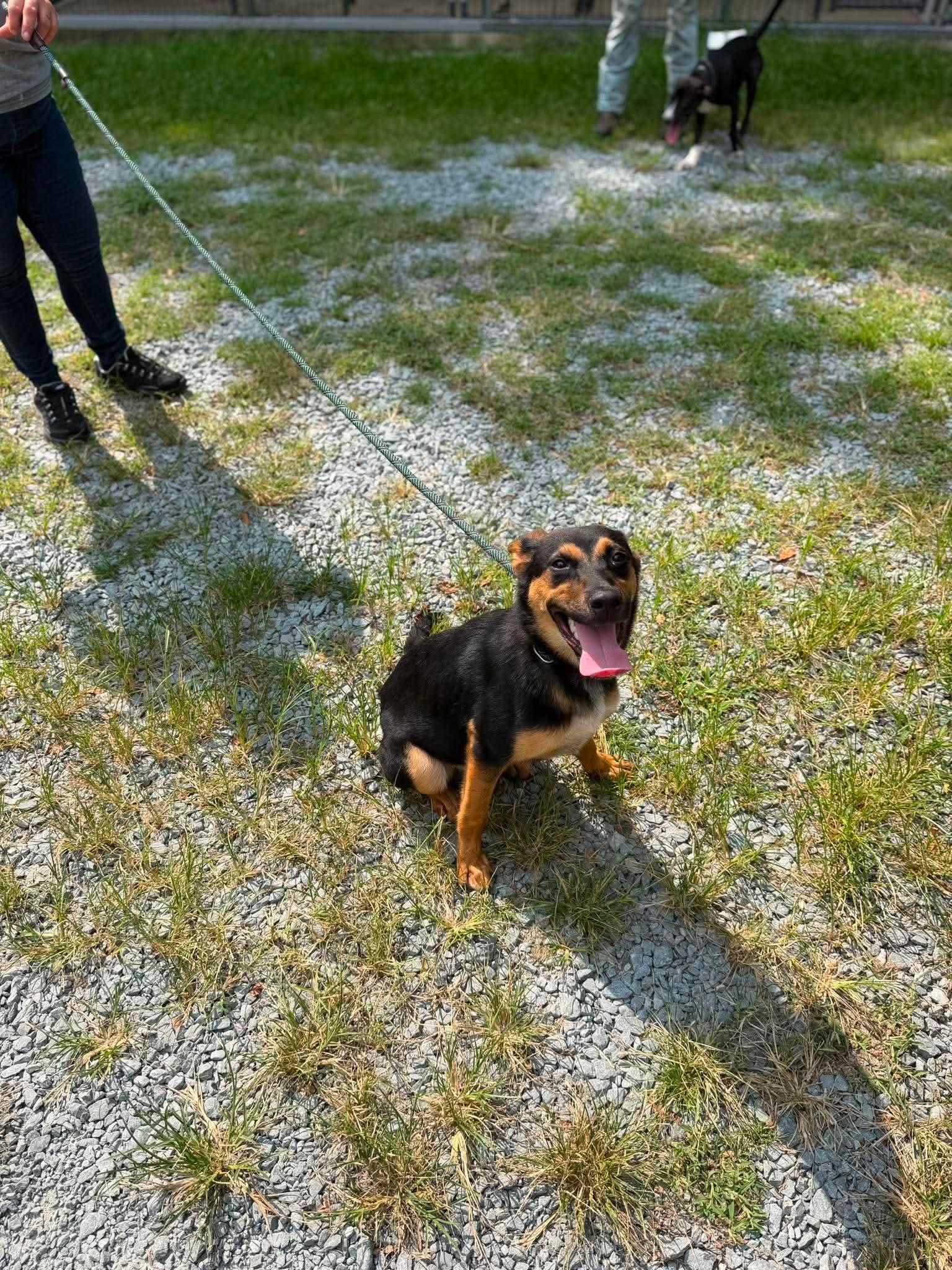 Maggie, a ADOPTABLE mixed breed in Elizabethtown, NC image 3/3