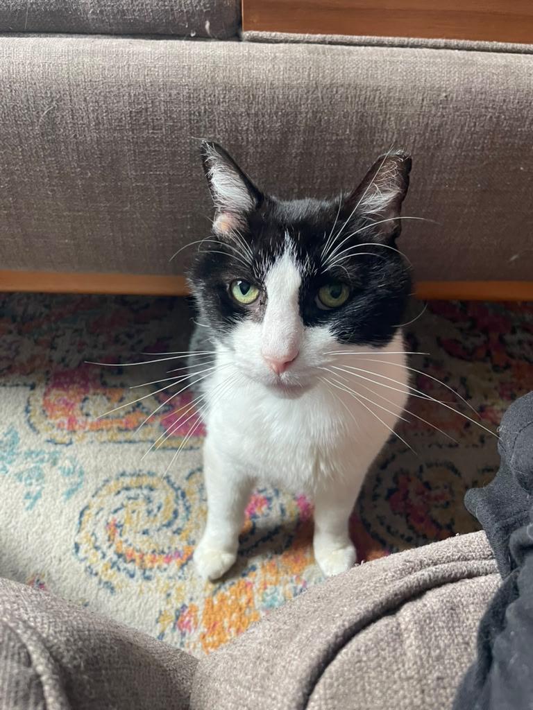 Texas Roadhouse aka Texie, ADOPTABLE, Adult Male Domestic Medium Hair.