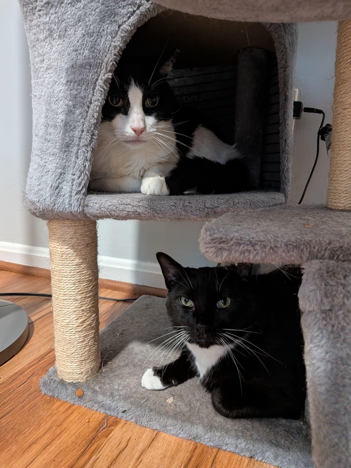 Enlarge Texas Roadhouse aka Texie, a ADOPTABLE Domestic Medium Hair in Fort Belvoir, VA image 2/4
