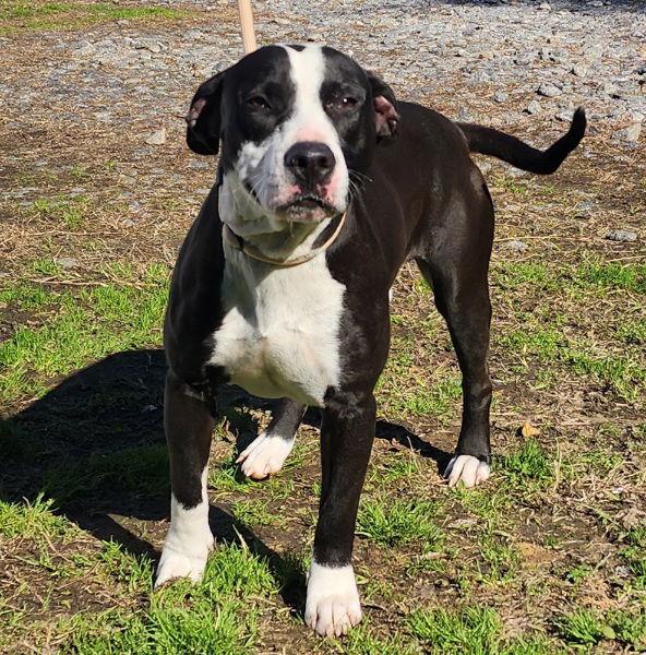 260291 Junior — thumbnail 2