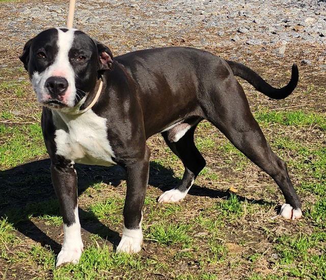 260291 Junior — thumbnail 3