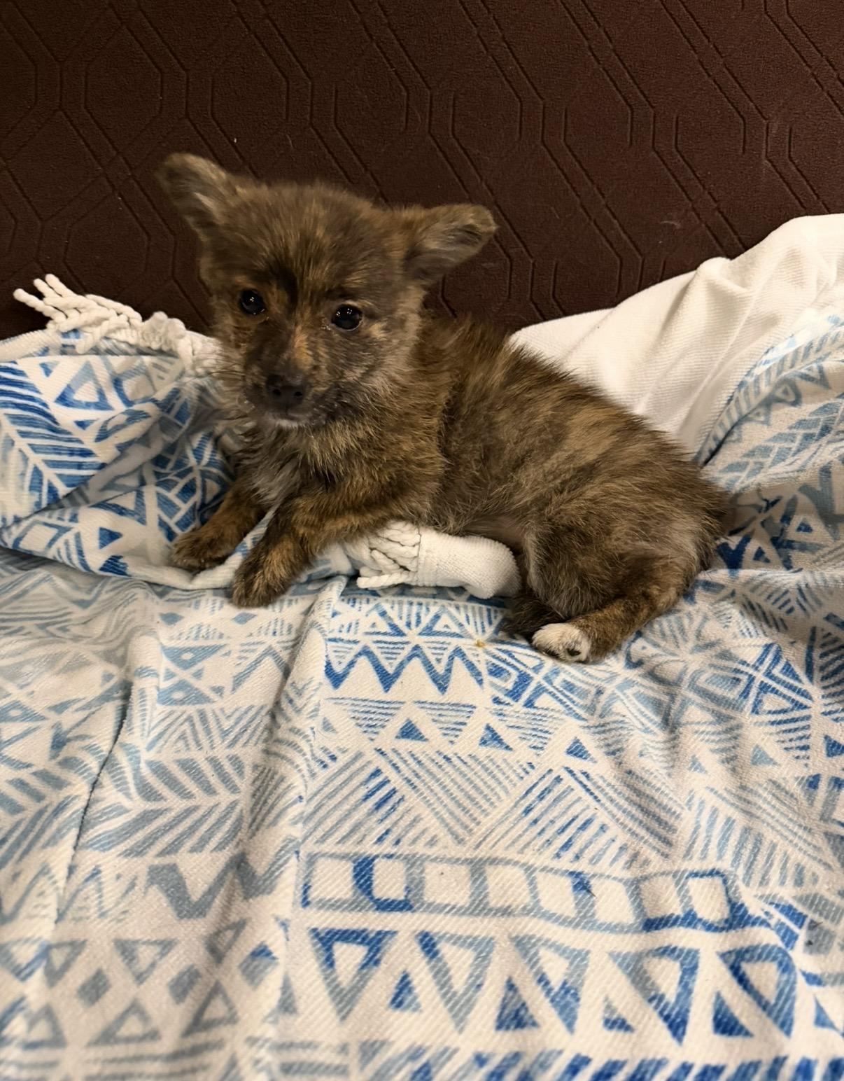 Rosie , adopted, Puppy Female Corgi.