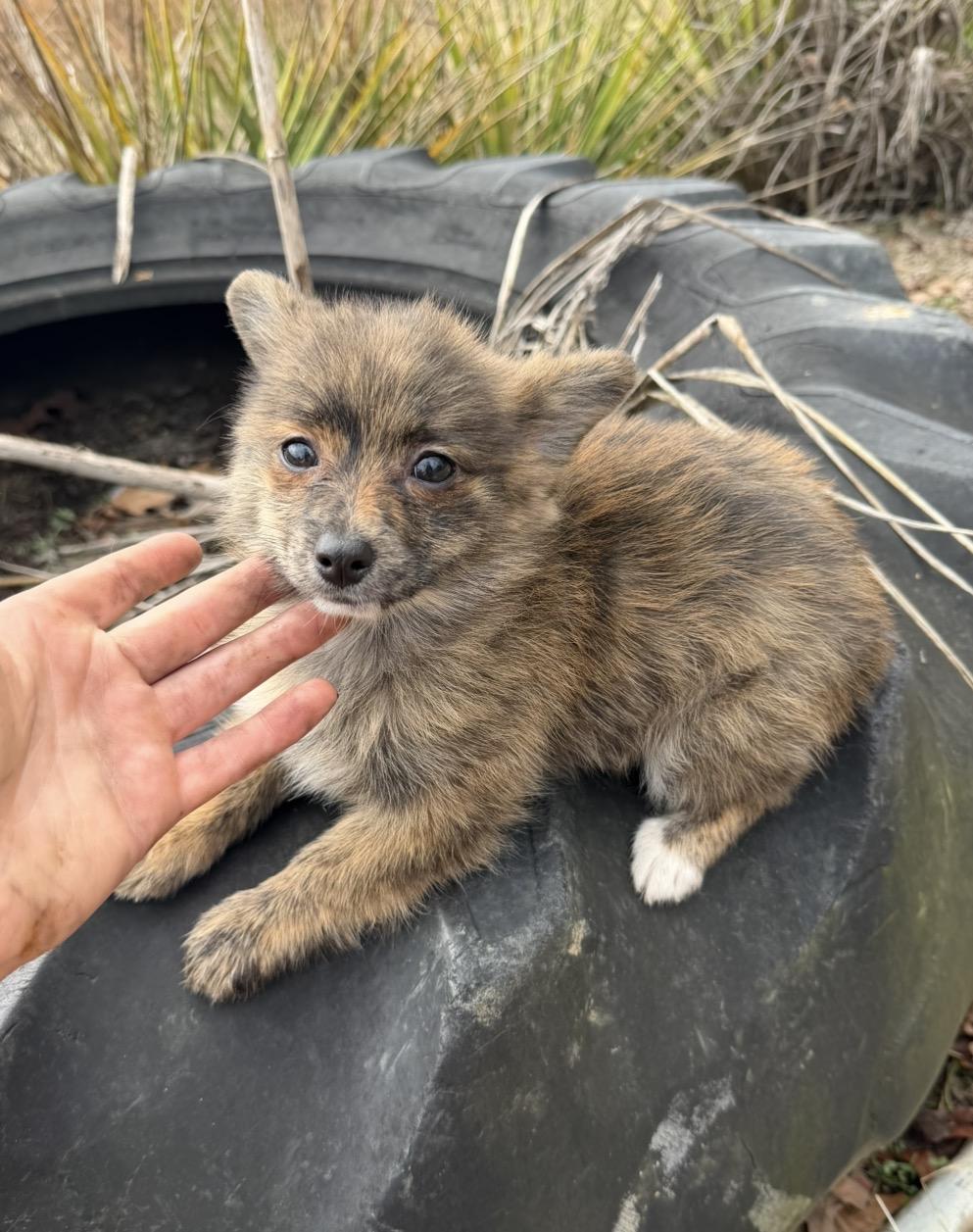 Enlarge Rosie , an adopted Corgi in Morristown, TN image 2/2
