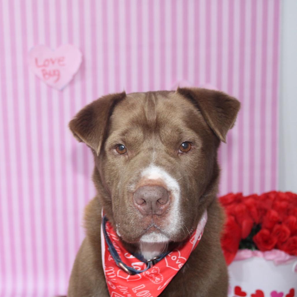 Thor, Adoptable, Adult Male Chesapeake Bay Retriever & American Staffordshire Terrier.