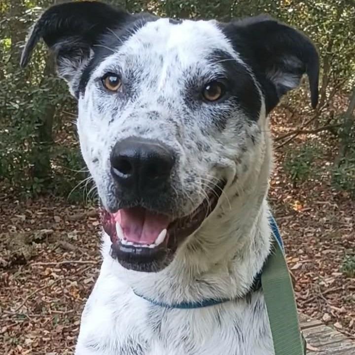 Enlarge Joker, a Adoptable mixed breed in Voorhees, NJ image 1/4