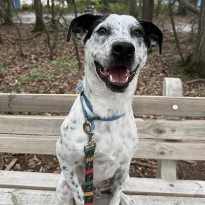 Enlarge Joker, a Adoptable mixed breed in Voorhees, NJ image 2/4