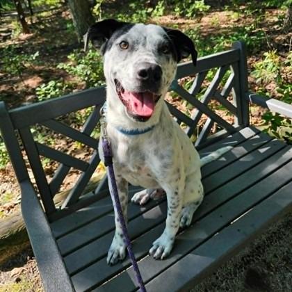 Enlarge Joker, a Adoptable mixed breed in Voorhees, NJ image 3/4