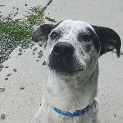 Enlarge Joker, a Adoptable mixed breed in Voorhees, NJ image 4/4