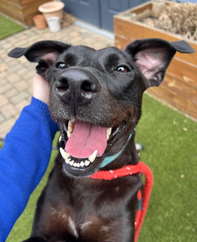 Lilly Ann, Adoptable, Adult Female Labrador Retriever.