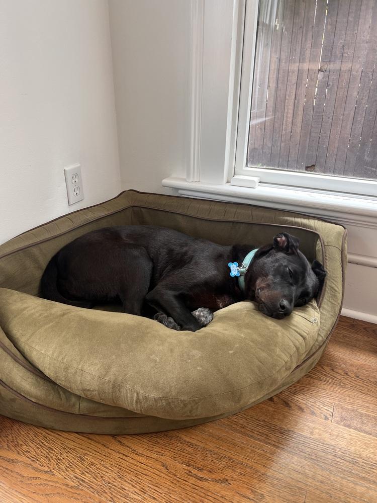 Lilly Ann, a Adoptable mixed breed in Columbus, OH image 3/6