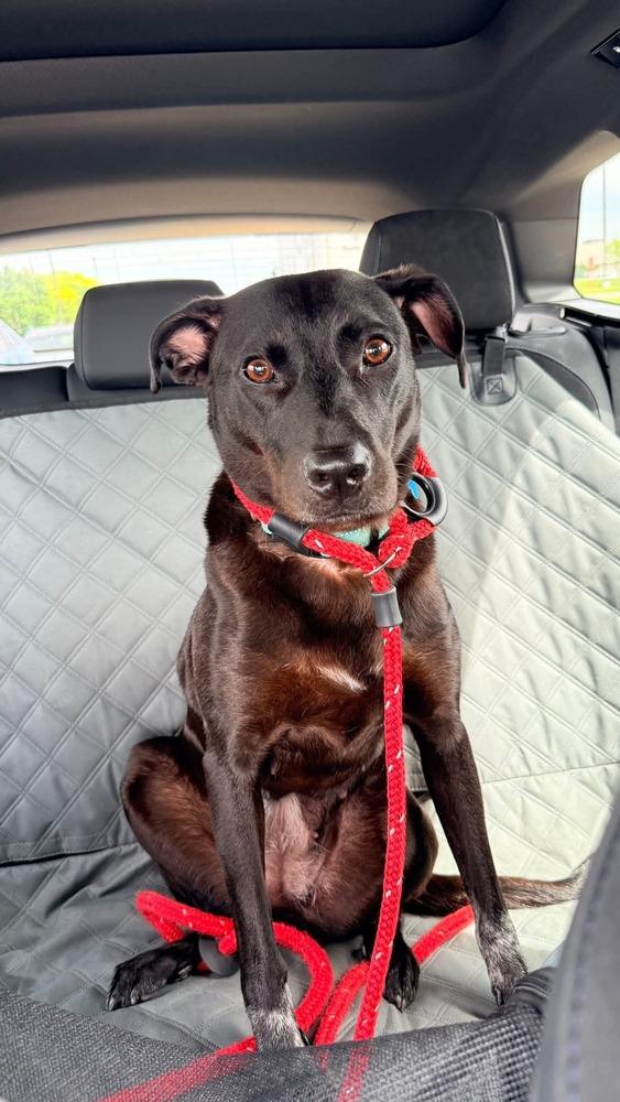 Enlarge Lilly Ann, a Adoptable mixed breed in Columbus, OH image 1/6