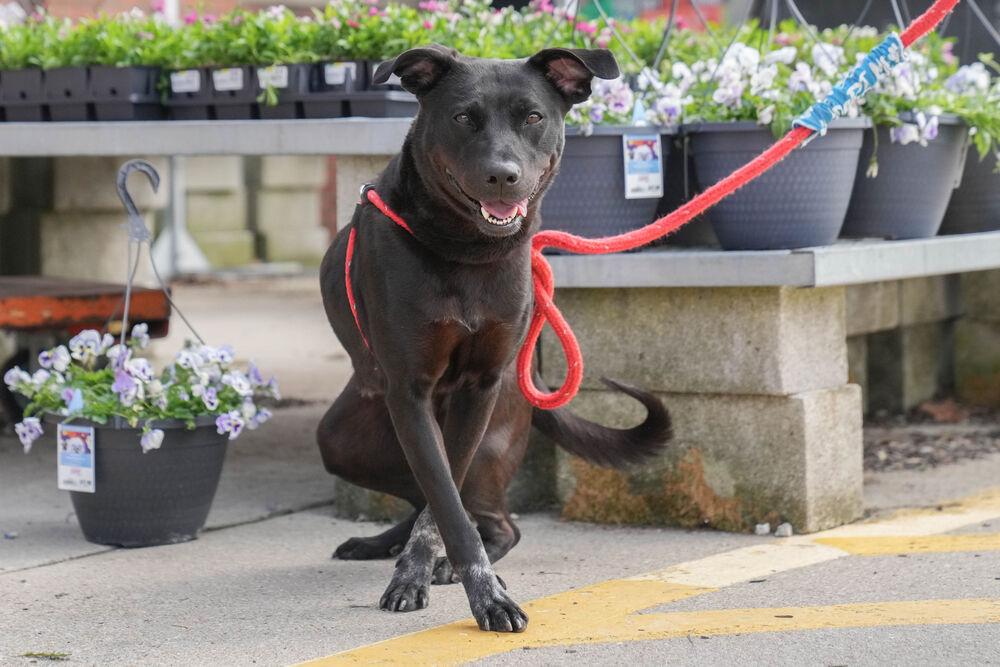 Lilly Ann, Adoptable, Adult Female Labrador Retriever.