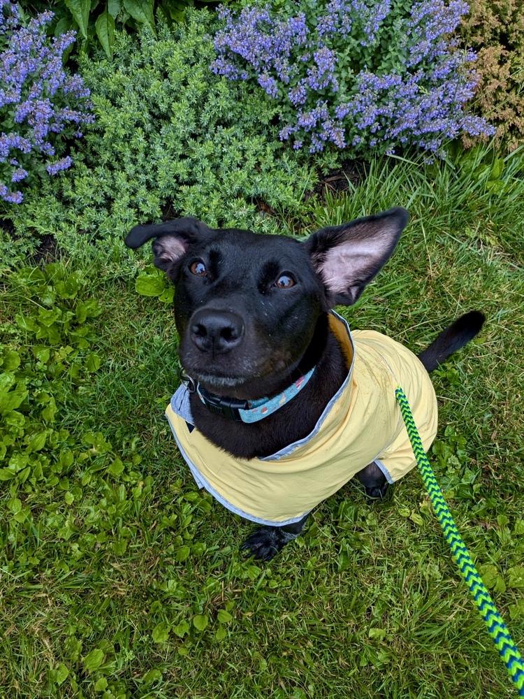 Lilly Ann, a Adoptable mixed breed in Columbus, OH image 4/6