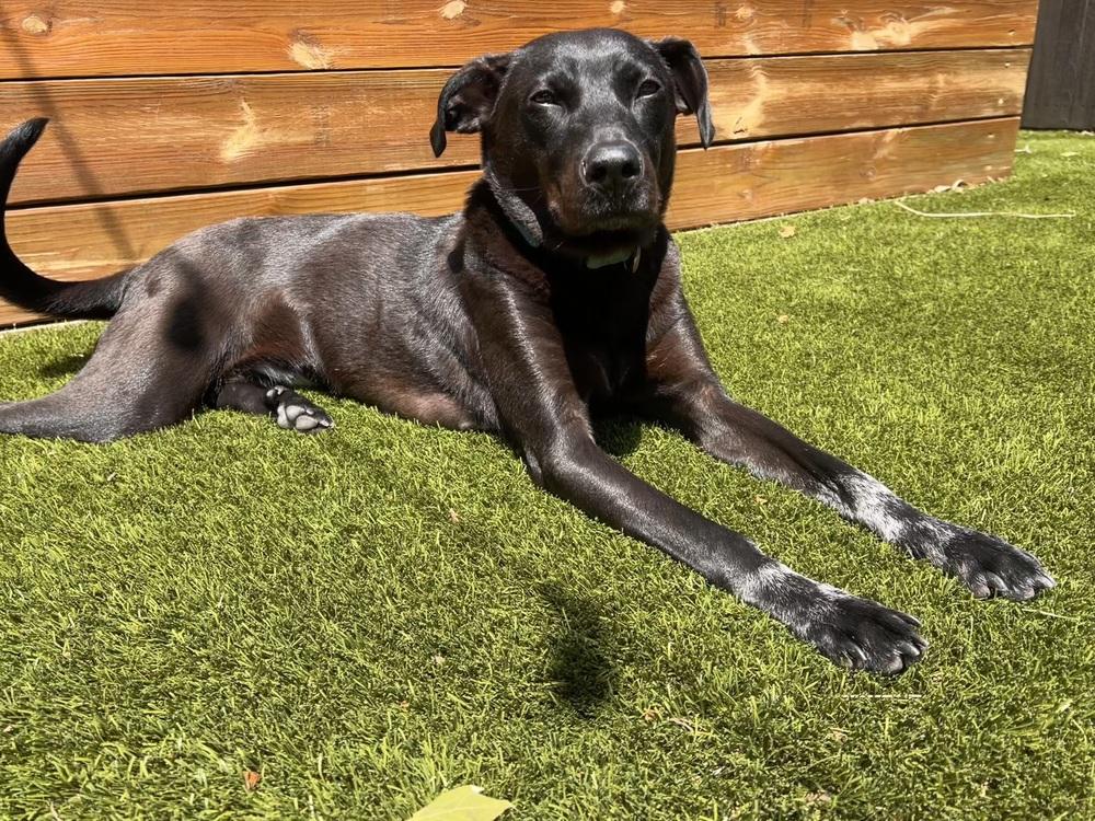 Lilly Ann, a Adoptable mixed breed in Columbus, OH image 5/6