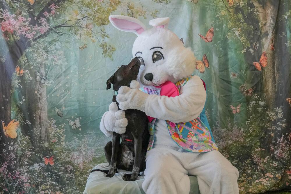 Enlarge Lilly Ann, a Adoptable mixed breed in Columbus, OH image 2/6