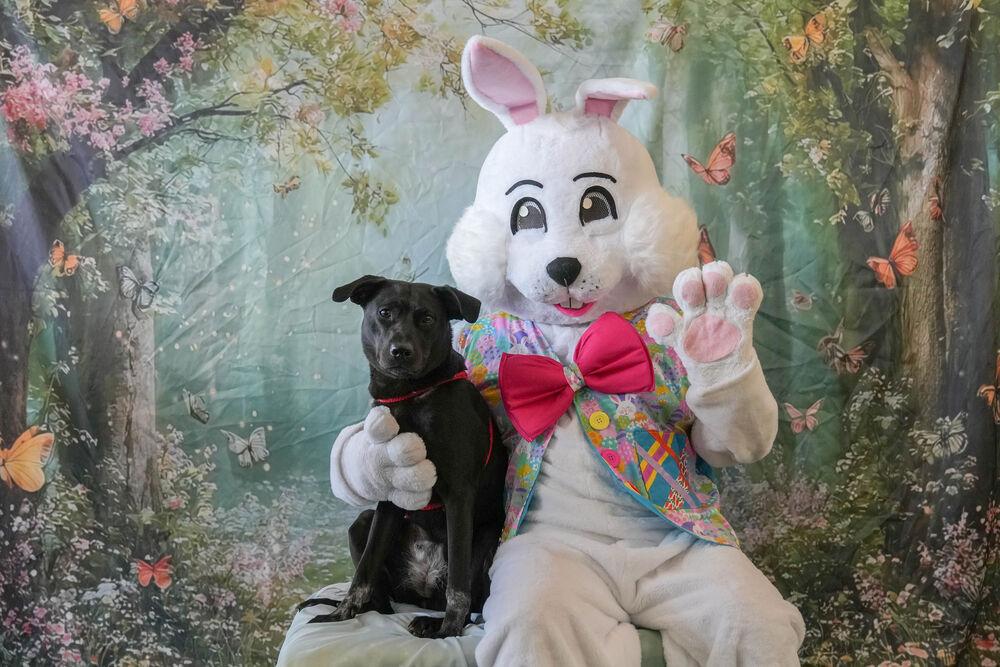 Enlarge Lilly Ann, a Adoptable mixed breed in Columbus, OH image 3/6